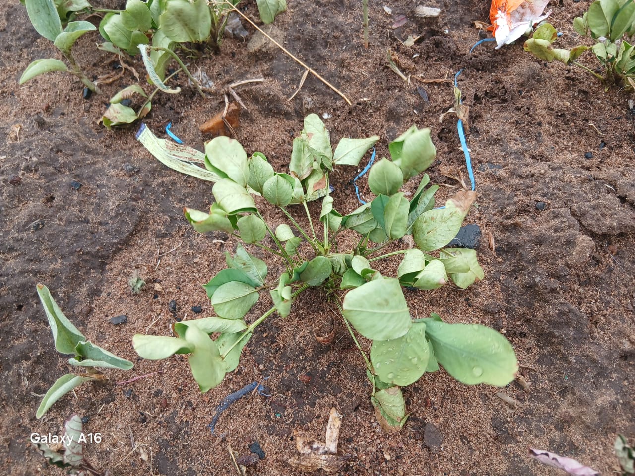 Tree planting campaign